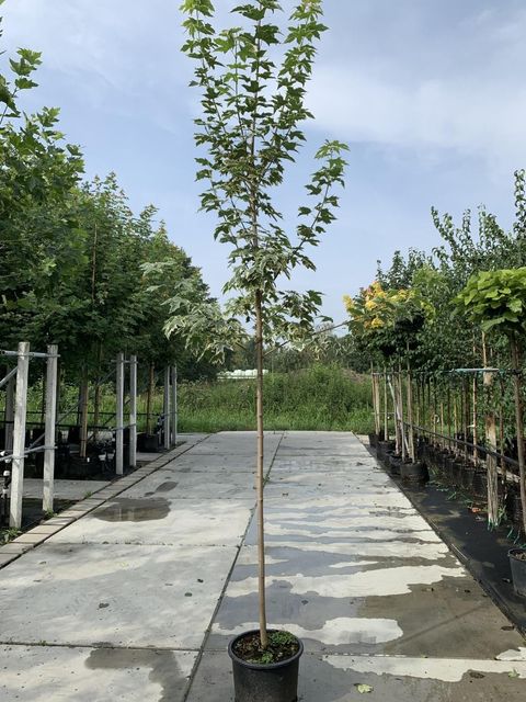 Acer platanoides 'Drummondii'