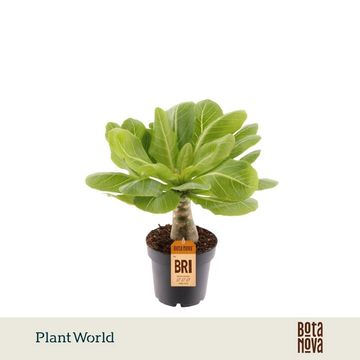 Brighamia insignis