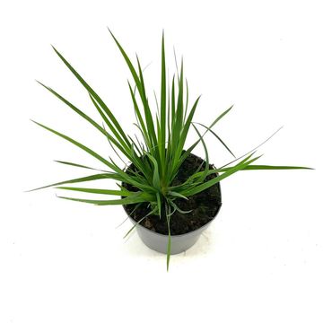 Libertia grandiflora