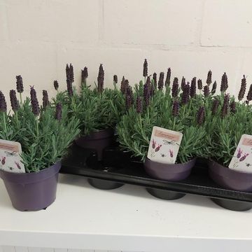 Lavandula stoechas LAMOROSIA PURPLE FLAG