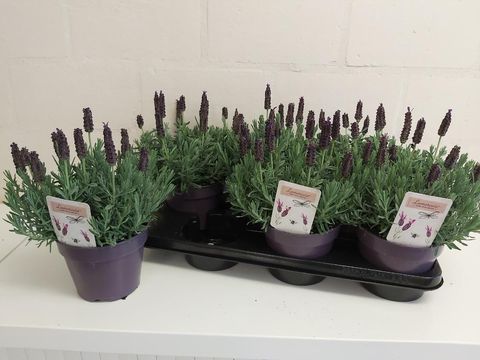 Lavandula stoechas LAMOROSIA PURPLE FLAG