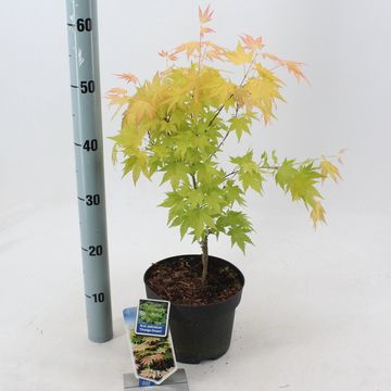 Acer palmatum 'Orange Dream'