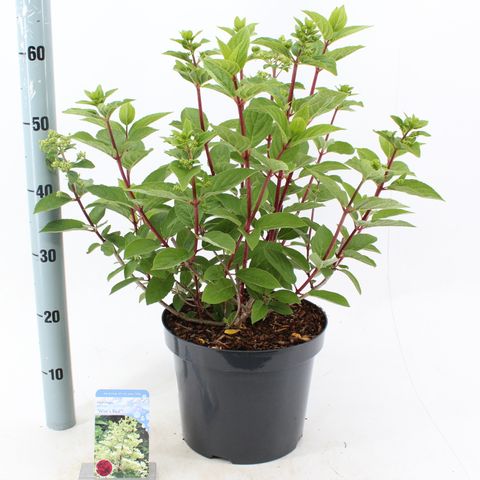 Hydrangea paniculata 'Wim's Red'