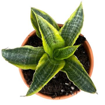 Sansevieria 'Gabriella Variegata'