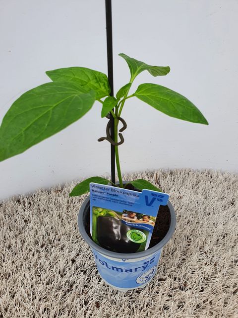 Капсикум однолетний 'Beluga Lilac'