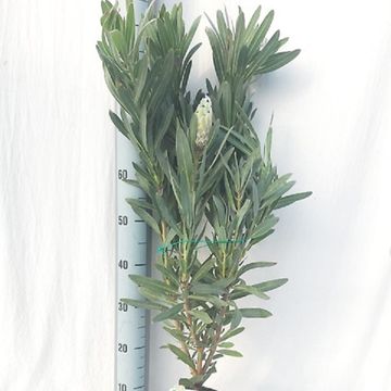 Protea barbigera 'Niobe'