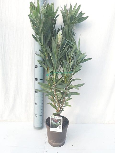 Protea barbigera 'Niobe'