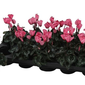 Cyclamen persicum METIS VICTORIA FUCHSIA