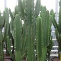 Euphorbia ingens