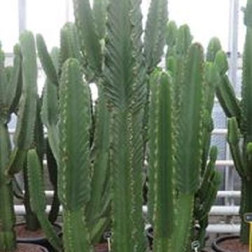 Euphorbia ingens