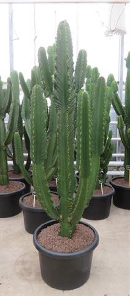 Euphorbia ingens