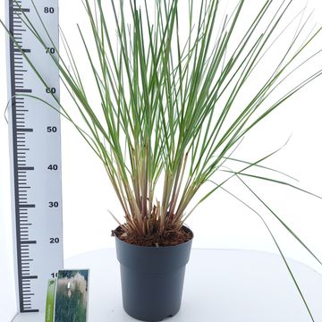 Cortaderia selloana