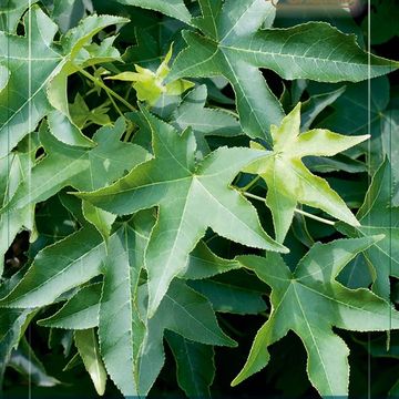 Liquidambar styraciflua 'Gum Ball'