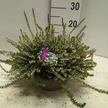 Erica x darleyensis 'White Perfection'