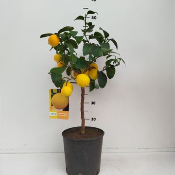 Citrus x limon 'Meyer'