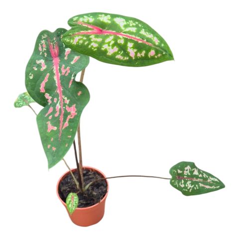Caladium picturatum