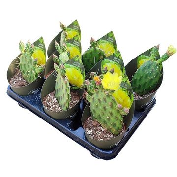 Opuntia rhodantha