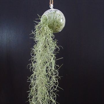 Tillandsia usneoides