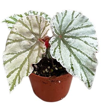 Begonia 'Looking Glass'