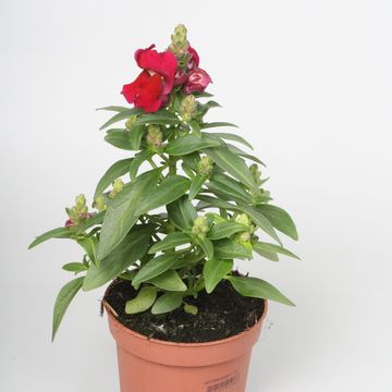 Antirrhinum SULTAN RED