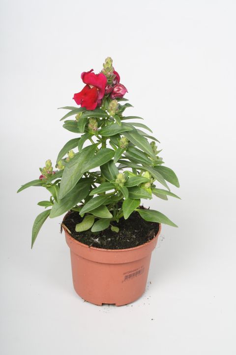 Antirrhinum SULTAN RED