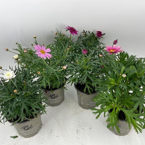 Argyranthemum frutescens MIX