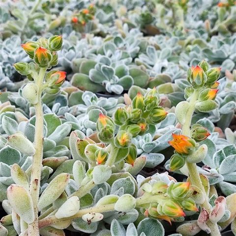 Echeveria pulvinata 'Frosty'