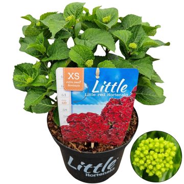 Hydrangea macrophylla LITTLE XS RED