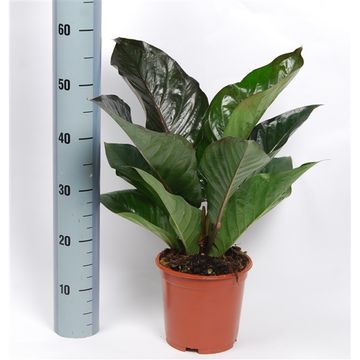 Anthurium BOTANICAL KING RED