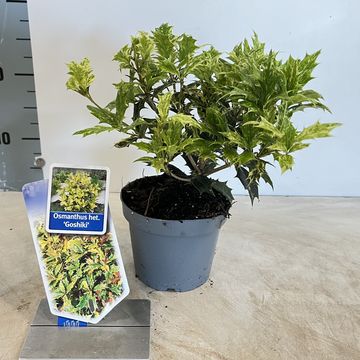 Osmanthus heterophyllus 'Goshiki'