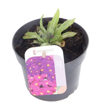 Primula denticulata 'Cashmeriana'