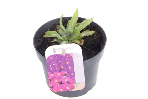 Primula denticulata 'Cashmeriana'