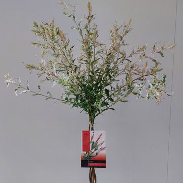 Salix integra 'Flamingo'