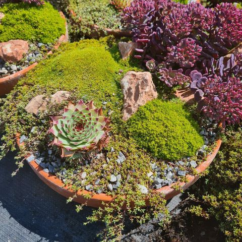 Sukkulenter MIX IN POT