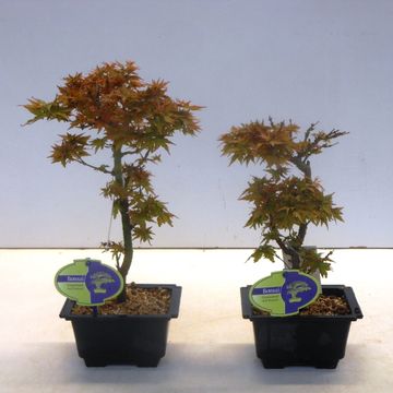 Acer palmatum 'Kotohime'