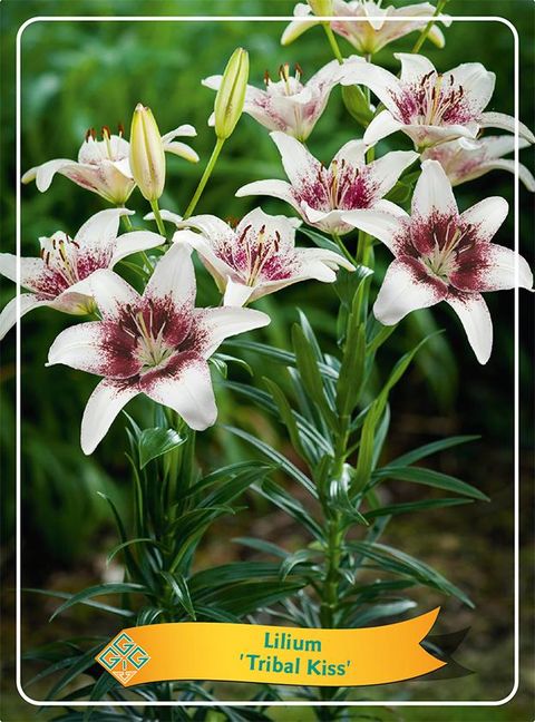 Lilium 'Tribal Kiss'