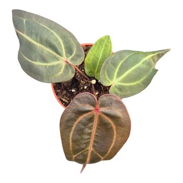 Anthurium DocBlock Anthurium Dark & Handsome® '9' X Minerva® '20'