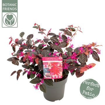 Loropetalum chinense 'Fire Dance'