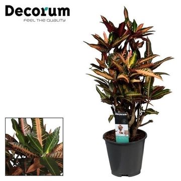 Codiaeum variegatum 'Nervia'