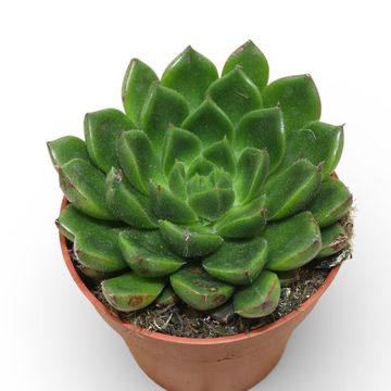 Echeveria setorum 'Victor'