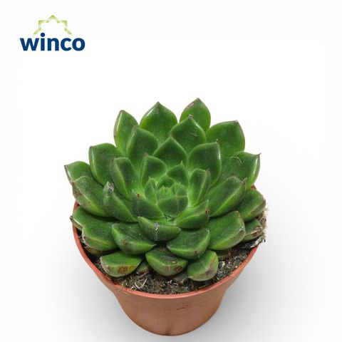 Echeveria setorum 'Victor'