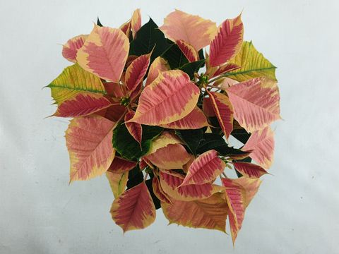 Euphorbia pulcherrima CHRISTMAS FEELINGS MARBLE