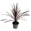 Cordyline australis