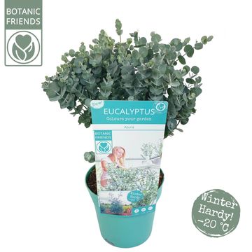 Eucalyptus gunnii AZURA