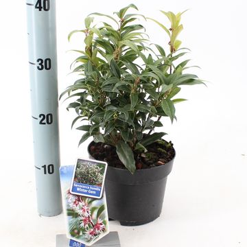 Sarcococca hookeriana WINTER GEM