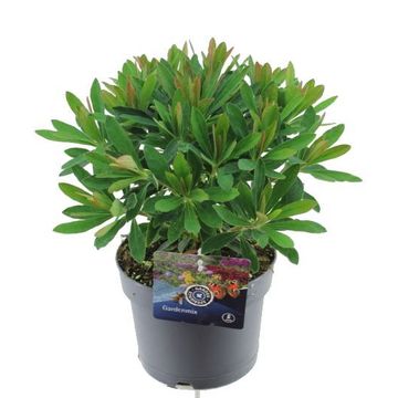 Euphorbia x martini