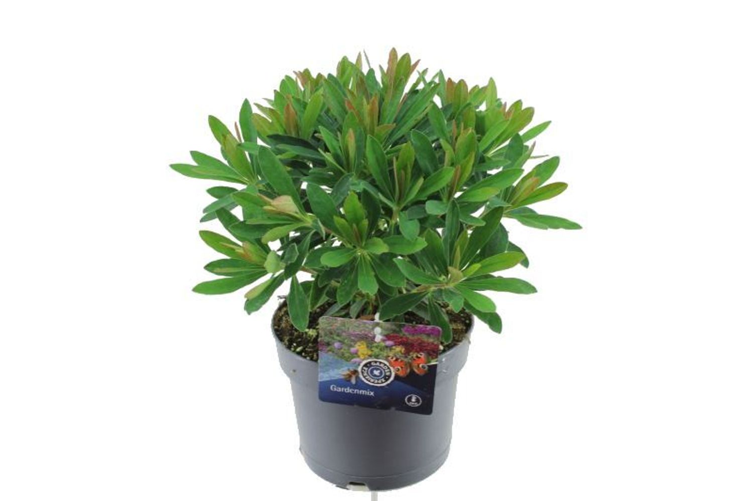 Euphorbia x martini — Plant Wholesale FlorAccess