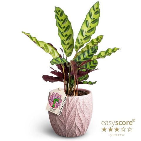 Calathea insignis