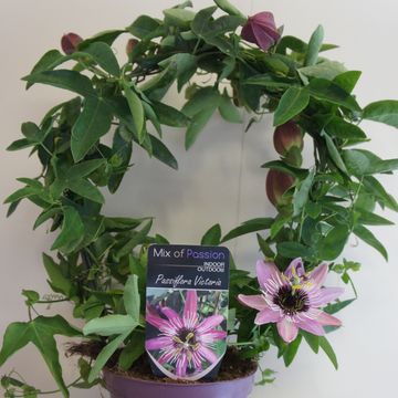 Passiflora 'Victoria'