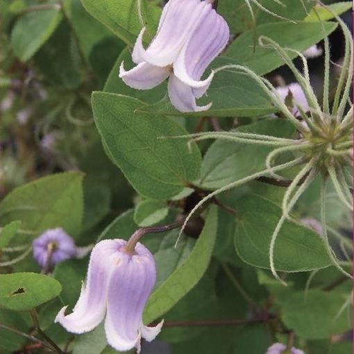 Clematis ANNABELLA (V)